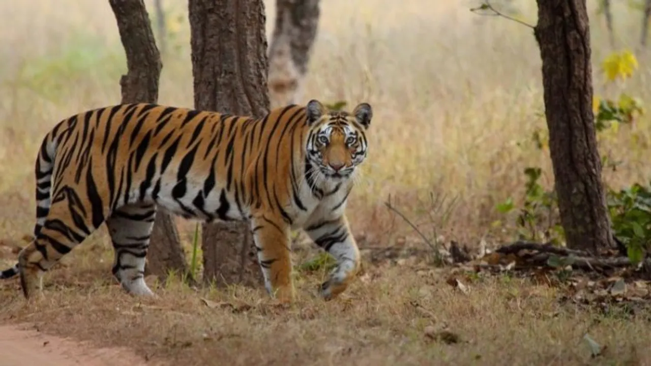 Karmajhiri adjacent to Pench Tiger Reserve in MP declared as sanctuary