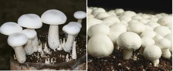 Pushpa Jha also grows Milky White (left) and Button Mushroom (right) varieties. Pic: Pushpa Jha 30stades