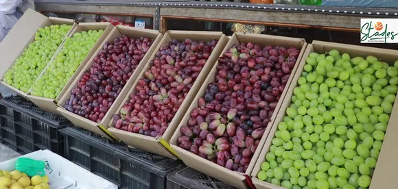 Repora: Kashmir's grape village, international quality grape, berry, Italy, harvest in August 30 Stades Hussaini grapes jammu and kashmir