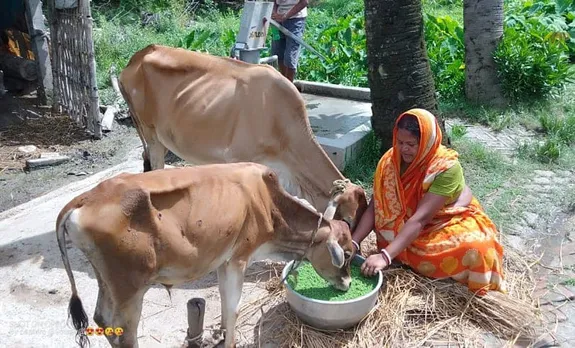 Cows are fed only organic grass and no chemicals are used in their feed.