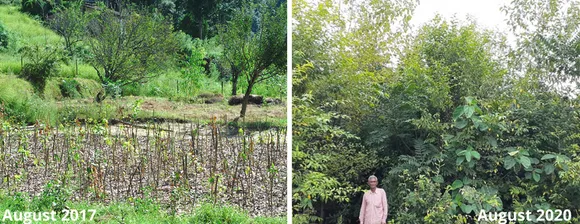Alaap's model of 'high-density native forest creation’ readies forests in two years. Pic: Alaap 30stades