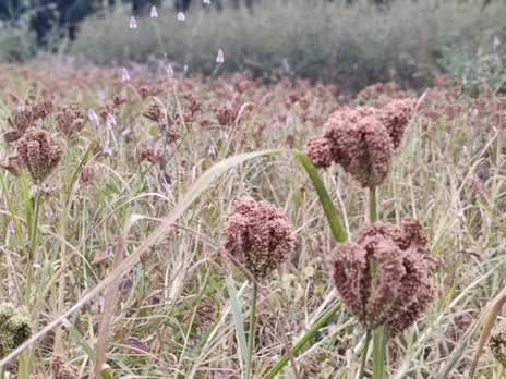 Millets can be cultivated with little water and in all types soil. Pic: Pradan 30stades