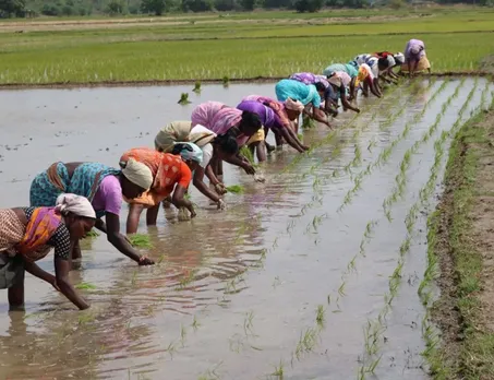 Carbon Loops gives the manure free of cost to local farmers.