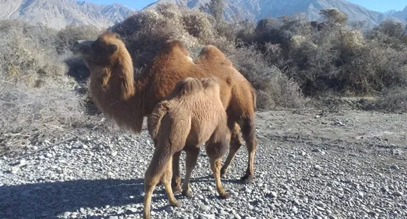 Bactrian camel with its calf. Pic: Nasir Yousufi 30stades
