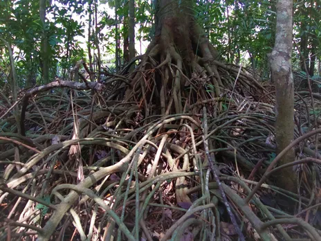 Myristica fatua stilt root from Western Ghats. The ancient Myristica swamps are an endangered ecosystem which possess a very high potential to store carbon. Pic: Snehakunja Trust 30 stades