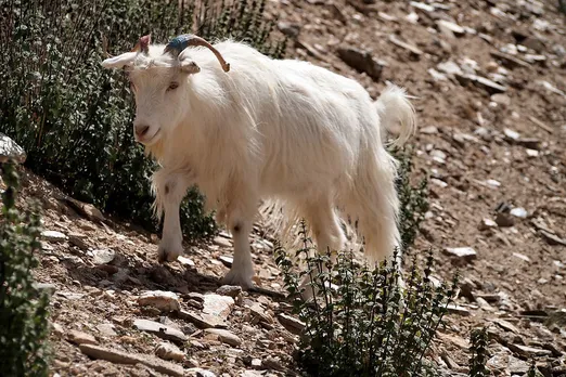Changthangi (Pashmina) goats are found at 4500 m above sea level where winter temperature goes down to minus 40 degrees Celsius. Pic: Flickr 30 stades