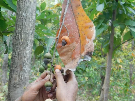 Bhelwa fruit, used by Santhals, has medicinal properties. 30 stades