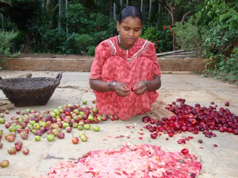 A tribal member of the Matrabhoomi SHG involved in primary processing of Kokum at   Kalagade-Kanchigadde village. Pic: Snehakunja Trust 30stades