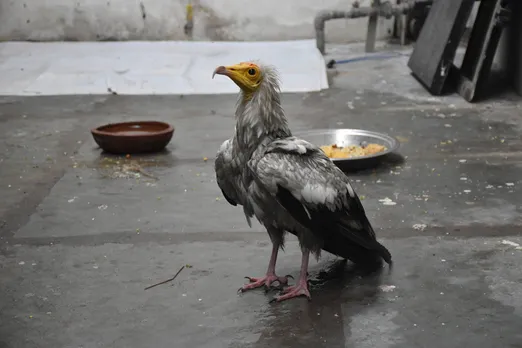 Bird-rescue-raksha-egyptian vulture