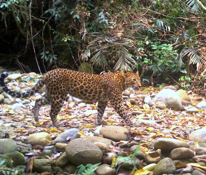 Tana Tapi: Forest officer who transformed poachers to protectors at Arunachal’s Pakke Tiger Reserve elephant pangolin poaching arunachal pradesh hornbills tribals east Kameng district nyishi