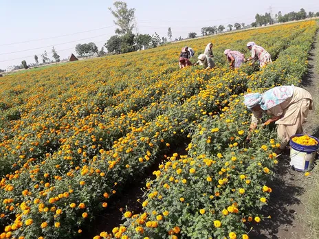 Ten women work on the farm, earning Rs250 per day. Pic: Nirman Flower Farm 