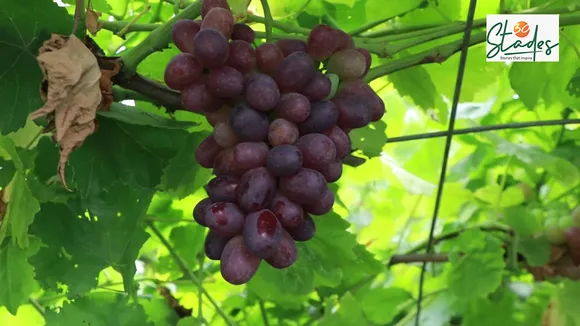 Repora: Kashmir's grape village, international quality grape, berry, Italy, harvest in August 30 Stades Hussaini grapes jammu and kashmir