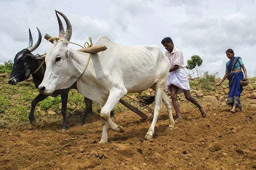 Farmer Nagraj shifted to organic cultivation after attending Anisha's training session. Pic: Anisha 30stades