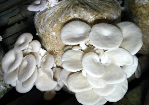 Oyster mushrooms growing at Pushpa Jha's facility in Darbhanga. Pic: courtesy Pushpa Jha 30 stades