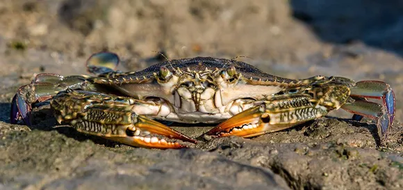 Pirotan is home to amazing marine biodiversity. Pic: Gujarat Tourism 30stades