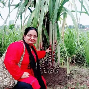 EXCLUSIVE HISTORICAL MOMENTS:BUD CHIP RING PIT SUGARCANE PLANTATION.  (IRP-Improved Ring Pit Method)Since 2010 after continuous Research &  Development and... | By Sweet Gold Ring-Pit FarmsFacebook