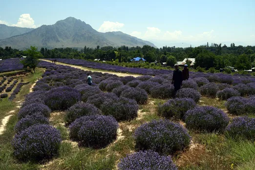 Farmers' incomes have gone up four to five times due to the high prices fetched by lavender. Pic: Wasim Nabi 30stades