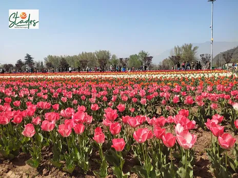 The garden blooms with 1.5 million tulips of 62 varieties during the 30-day flowering season. Pic: Parsa Mahjoob 30stades
