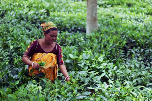 Bijit Basumatary tea garden received USDA Certification in 2012. Pic: courtesy of Esah Teas