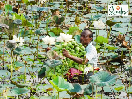 Rampada Das gets around 2,000 lotus flowers every week. Pic: Partho Burman 30stades