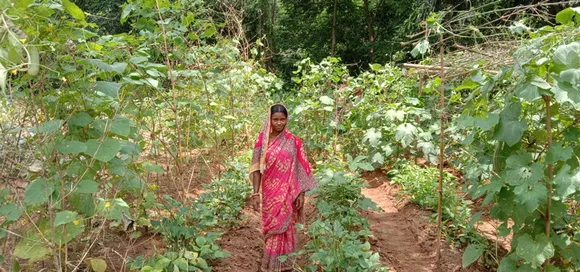 Odisha women fight malnutrition through organic nutrition gardens MGNREGA malnutrition programme of Odisha Government 30 stades
