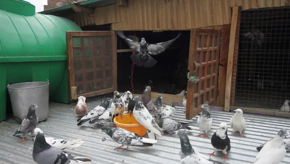 Pigeons are reared on rooftops