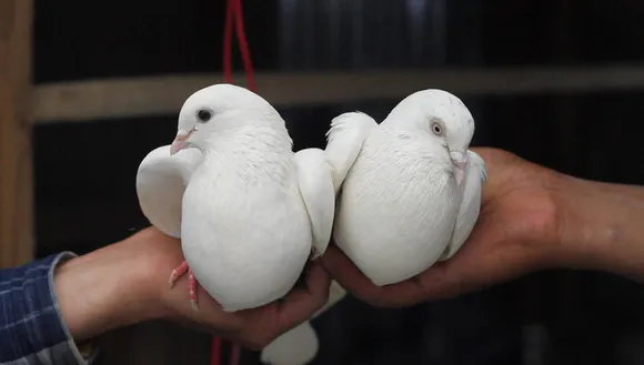 kabootarbazi pigeons white