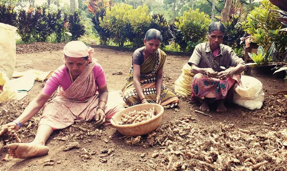 Tribal women sorting and cleaning turmeric. Pic: AAPCL AADHIMALAI PRODUCER COMPANY NILGIRIS BIOSPHERE RESERVE 30STADES