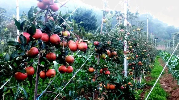 Natural farming has replicated the natural ecosystem with bees and friendly insects at the farm. Pic: Swaastik Farms 30stades