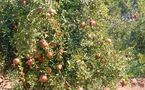 Daga's pomegranate yield is around 15kg per tree. Pic: courtesy R L Daga