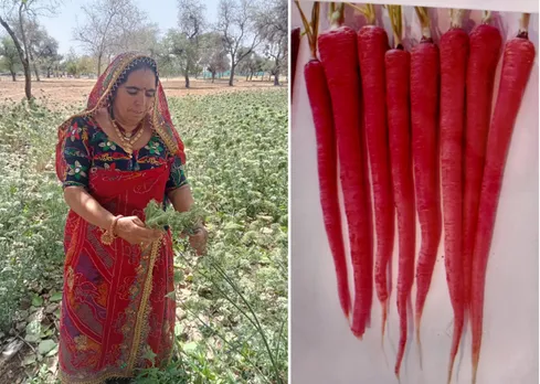 Santosh Pachar, organic farmer, working on her farm (left) and the new carrot variety developed by her (Right). Pic: Courtesy Santosh Pachar 30stades
