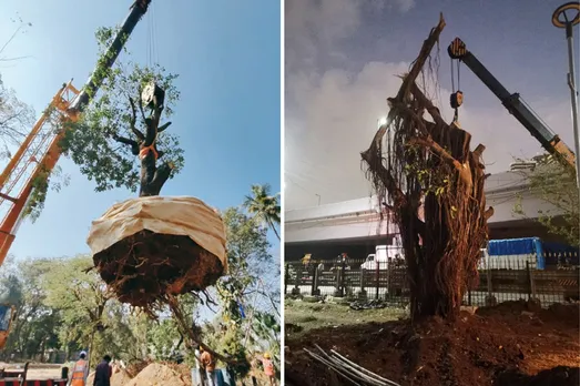 Left: A tree being uprooted for translocation. Right: A tree has found a new home. Pic: Vata Foundation 30stades