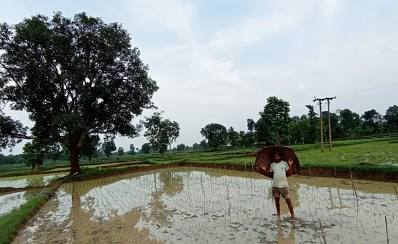 Native seeds require less water and grow well with only farmyard manure and biofertilisers. Pic: Rajkumar Choudhry