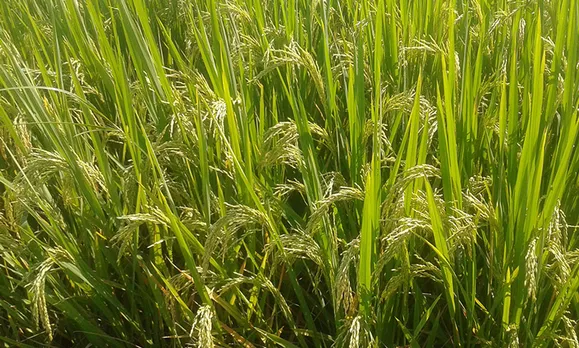 Using fish pond water for irrigation improves the quality as well as quantity of yield. Pic: Mohd Imran Khan 30stades