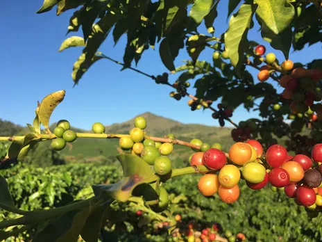 India is home to two coffee varieties -- Coffee Robusta and Coffee Arabic. Coffee cherries above. Pic: Flickr 30stades