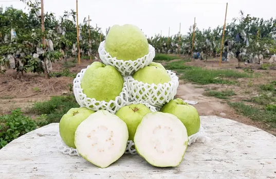 Thai Guava has high demand due to its mildly sweet taste and long shelf life. Pic: Courtesy Rajeev Bhaskar 30stades