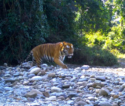 Tana Tapi: Forest officer who transformed poachers to protectors at Arunachal’s Pakke Tiger Reserve elephant pangolin poaching arunachal pradesh hornbills tribals east Kameng district nyishi