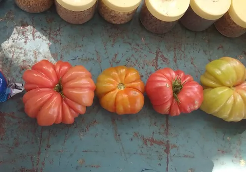 Rajkumar has also conserved 50 varieties of vegetable seeds. Pic: Rajkumar Choudhry 30stades