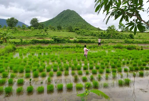 Basudha conservation farm where 64 individual plants of each variety are grown on only 4 square meters of land. Cross-pollination is precluded by following the ‘flowering asynchrony’ method. Pic: Debal Deb 30stades