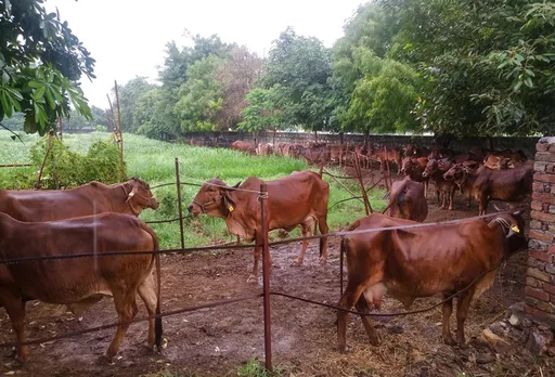 Revnar farm has 156 cows of indigenous (desi) breeds that give A2 milk. Pic: Courtesy Milan Sharma 30stades