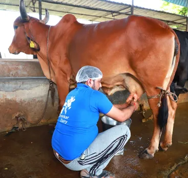 Milk obtained from indigenous cow breeds is high in A2 beta-casein protein. Pic: through Shankar Farm Fresh