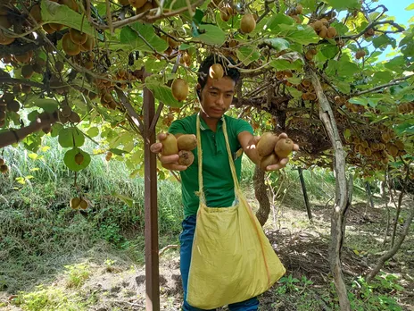 Kotgarh is the fruit belt of Himachal Pradesh. A farm is helping plucking kiwis for preserves. Pic: Kotgarh Fruit Bageecha 30stades