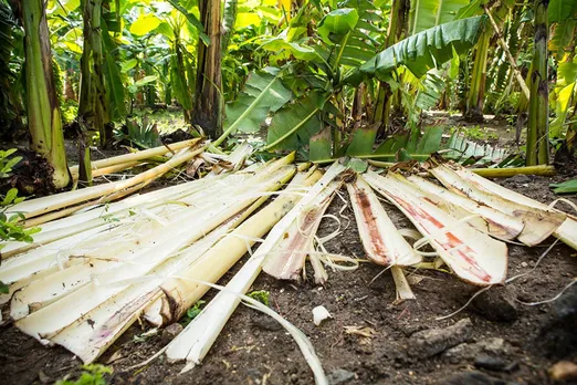 Banana bark, considered agri waste, is the basic raw material for GreenKraft's eco-friendly products. Pic: GreenKraft