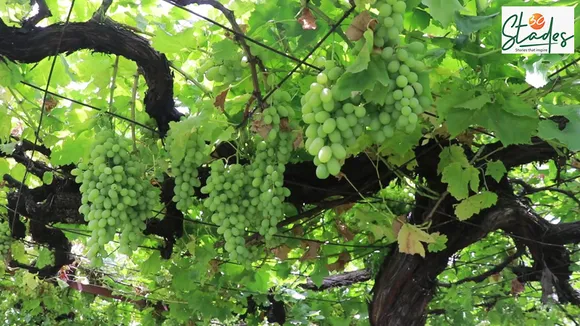 Repora: Kashmir's grape village, international quality grape, berry, Italy, harvest in August 30 Stades Hussaini grapes jammu and kashmir