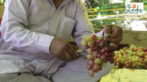 Repora: Kashmir's grape village, international quality grape, berry, Italy, harvest in August 30 Stades Hussaini grapes jammu and kashmir