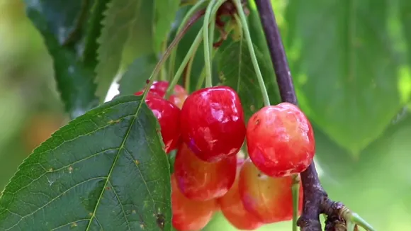 Six varieties of cherry are grown in Kashmir. Pic: Wasim Nabi