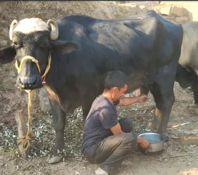 The Kalari Factory sources cheese from Ladda village where Gujar and Bakarwal herders make it from buffalo and cow milk. Pic: The Kalari Factory