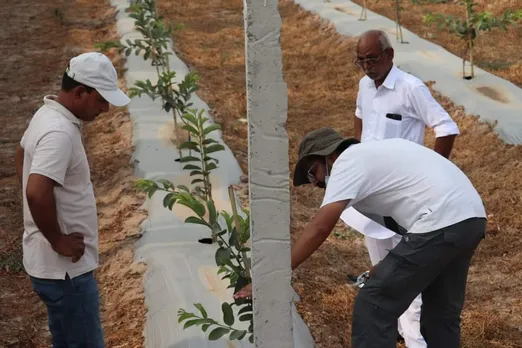 Drip irrigation ensures delivery of water and nutrients to the root zone. Pic: courtesy Rajeev Bhaskar 30stades