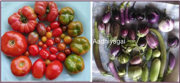 Various varieties of tomatoes and brinjals from Parameswaran's farm.  Aadhiyagai Biodiversity and Ecological Farm 30stades