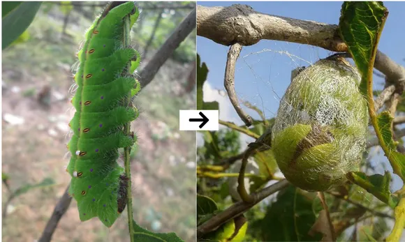 Silkworm forms a cocoon of threads after feeding on Ansar and Arjuna food plants. Pic: Pradan